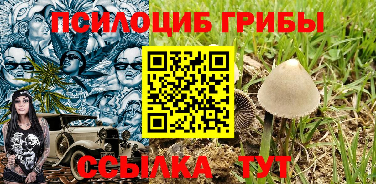 Псилоцибиновые грибы Psilocybe Асино